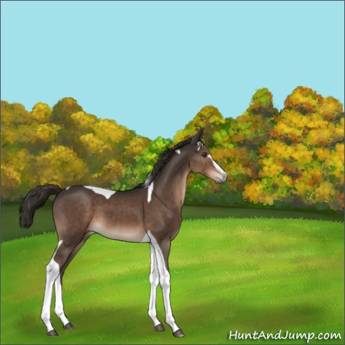 Horse Color:Unknown 