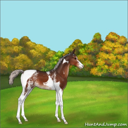 Horse Color:White Spotted Silver Brown Tobiano 
