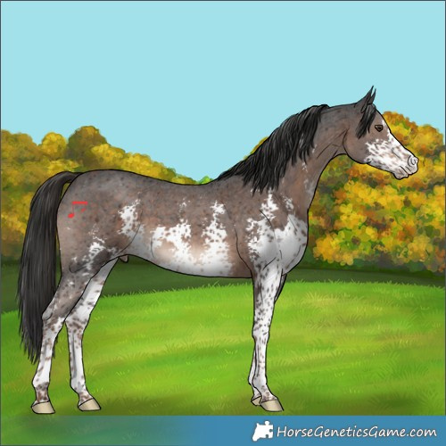 Horse Color:Liver Chestnut Sabino 