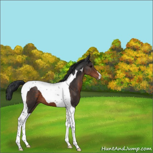 Horse Color:Brown Tobiano 