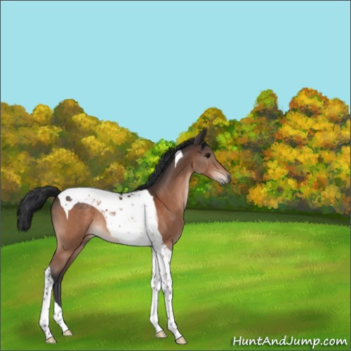 Horse Color:Bay Tobiano 