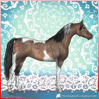 Horse Color:Brown Dun Tobiano 