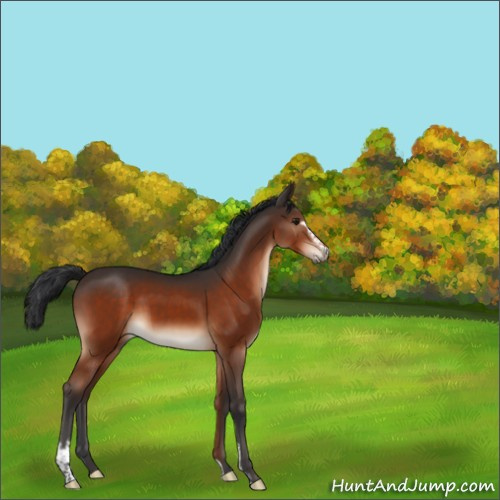 Horse Color:Unknown 