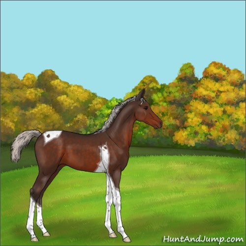 Horse Color:Unknown 