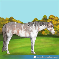 Horse Color:White Spotted Bay Appaloosa