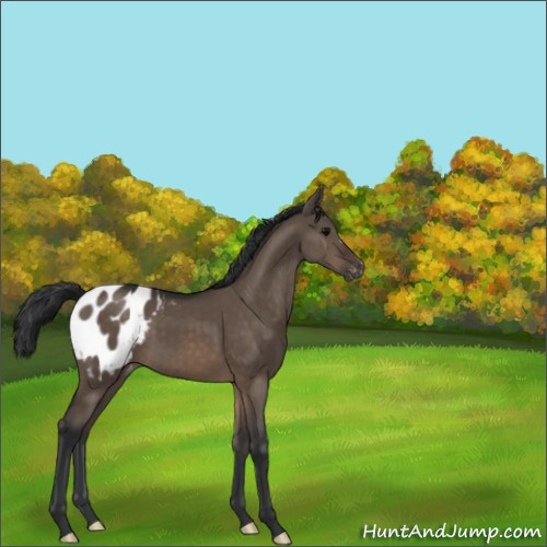 Horse Color:Brown Dun Appaloosa 
