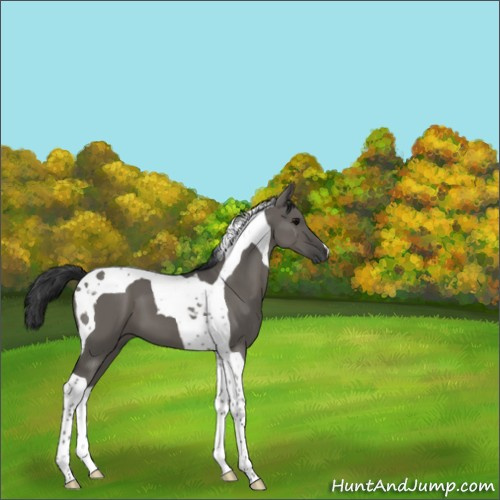 Horse Color:Grullo Tobiano 