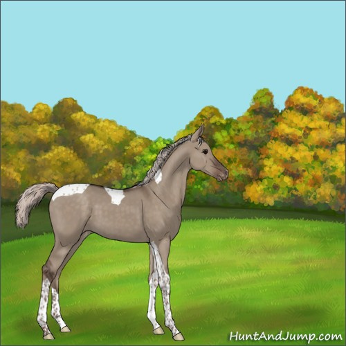 Horse Color:Unknown 