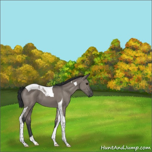 Horse Color:Grullo Tobiano 