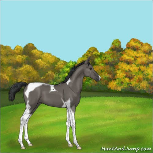 Horse Color:Grullo Tobiano 
