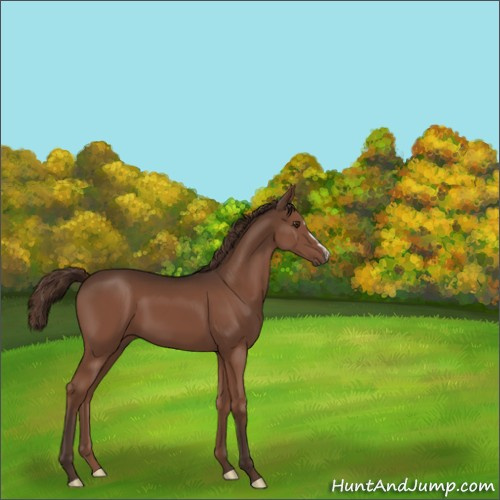 Horse Color:Unknown 