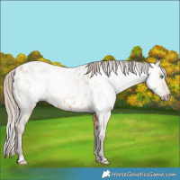 Horse Color:Gray Amber Cream Champagne Appaloosa 