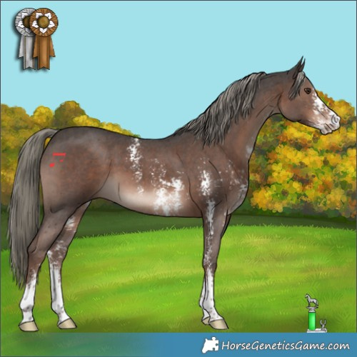 Horse Color:Liver Chestnut Mushroom Sabino 