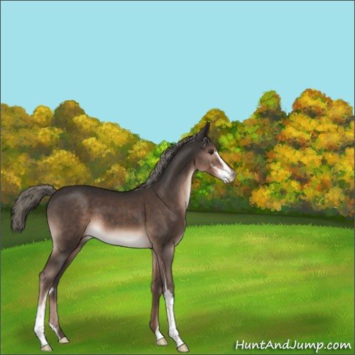 Horse Color:Liver Chestnut Mushroom Sabino 