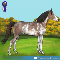 Horse Color:Liver Chestnut Sabino