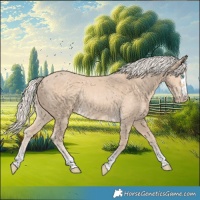 Horse Color:Cremello Rabicano