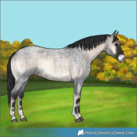 Horse Color:Brown Roan Onyx Rabicano 
