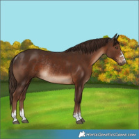 Horse Color:Liver Chestnut Rabicano