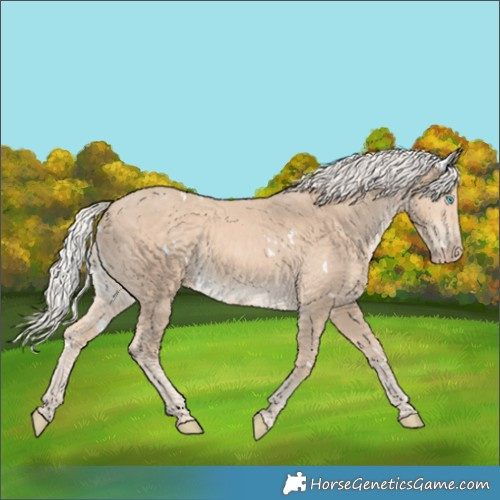 Horse Color:White Spotted Cremello 