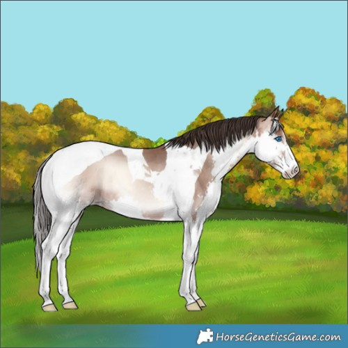 Horse Color:Sable Champagne Onyx Splash Tobiano 