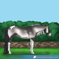 Horse Color:Platinum Brown Onyx Tobiano 
