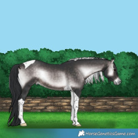 Horse Color:Platinum Brown Onyx Tobiano 