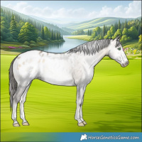Horse Color:Gray Buckskin Pearl Onyx Appaloosa Rabicano 