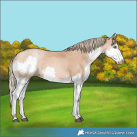 Horse Color:Chestnut Pearl Splash Rabicano