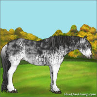 Horse Color:Gray White Spotted Black  and Gray White Spotted Black Frame 