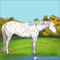 Horse Color:Chestnut Near Leopard 