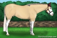 Horse Color:Silver Amber Champagne Dun Sabino Splash 