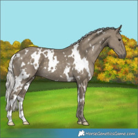 Horse Color:White Spotted Silver Smoky Black