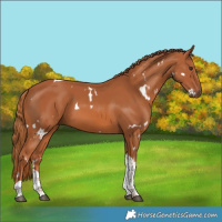 Horse Color:White Spotted Chestnut Tobiano 
