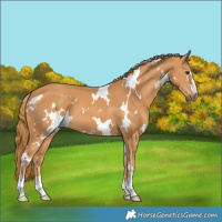 Horse Color:White Spotted Chestnut 