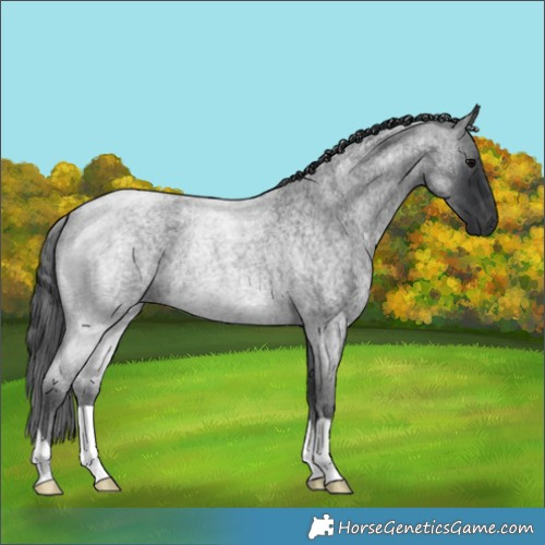 Horse Color:Blue Roan 