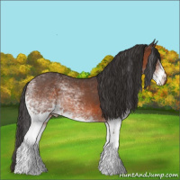 Horse Color:White Spotted Brown 