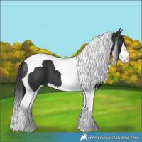 Horse Color:Black Splash Tobiano