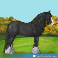 Horse Color:Black Splash 