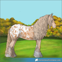 Horse Color:Chestnut Tobiano Appaloosa