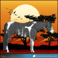 Horse Color:Black Sabino Tobiano