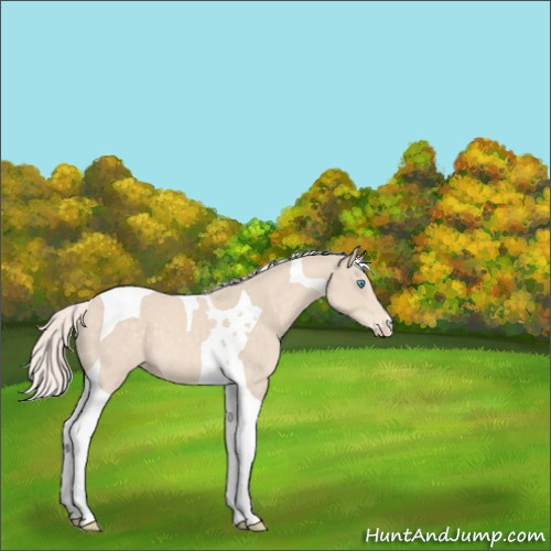 Horse Color:Cremello Tobiano 
