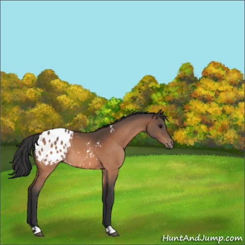 Horse Color:Bay Appaloosa 