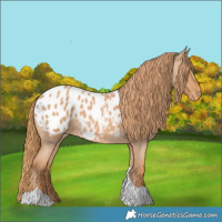 Horse Color:Red Roan Tobiano Appaloosa