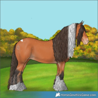 Horse Color:Bay Tobiano Appaloosa 