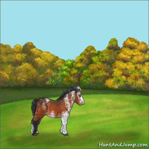 Horse Color:White Spotted Brown 