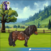 Horse Color:White Spotted Bay 