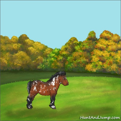 Horse Color:White Spotted Brown 