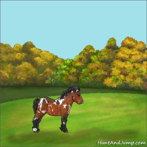 Horse Color:White Spotted Bay 