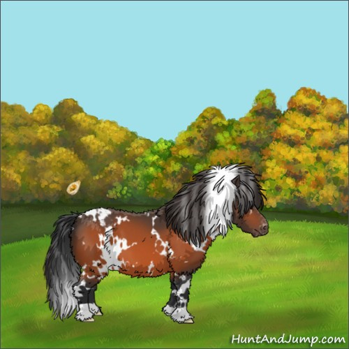 Horse Color:White Spotted Bay Appaloosa 