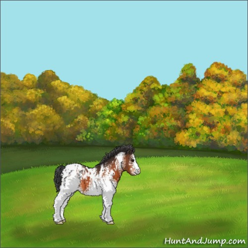 Horse Color:White Spotted Bay Appaloosa 
